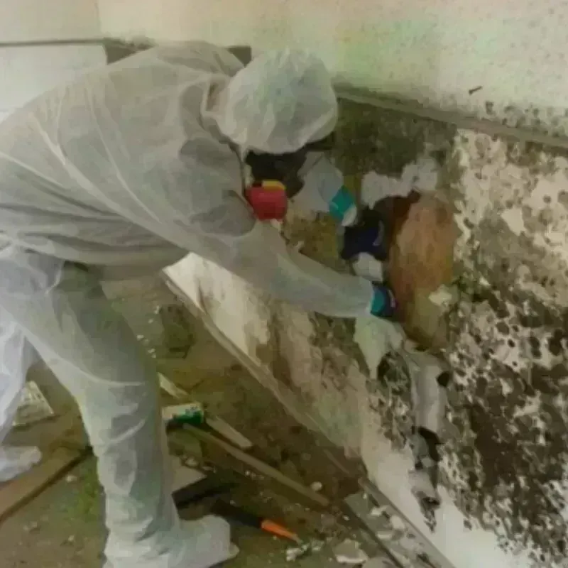 Mold Remediation and Removal in Leisure World, MD